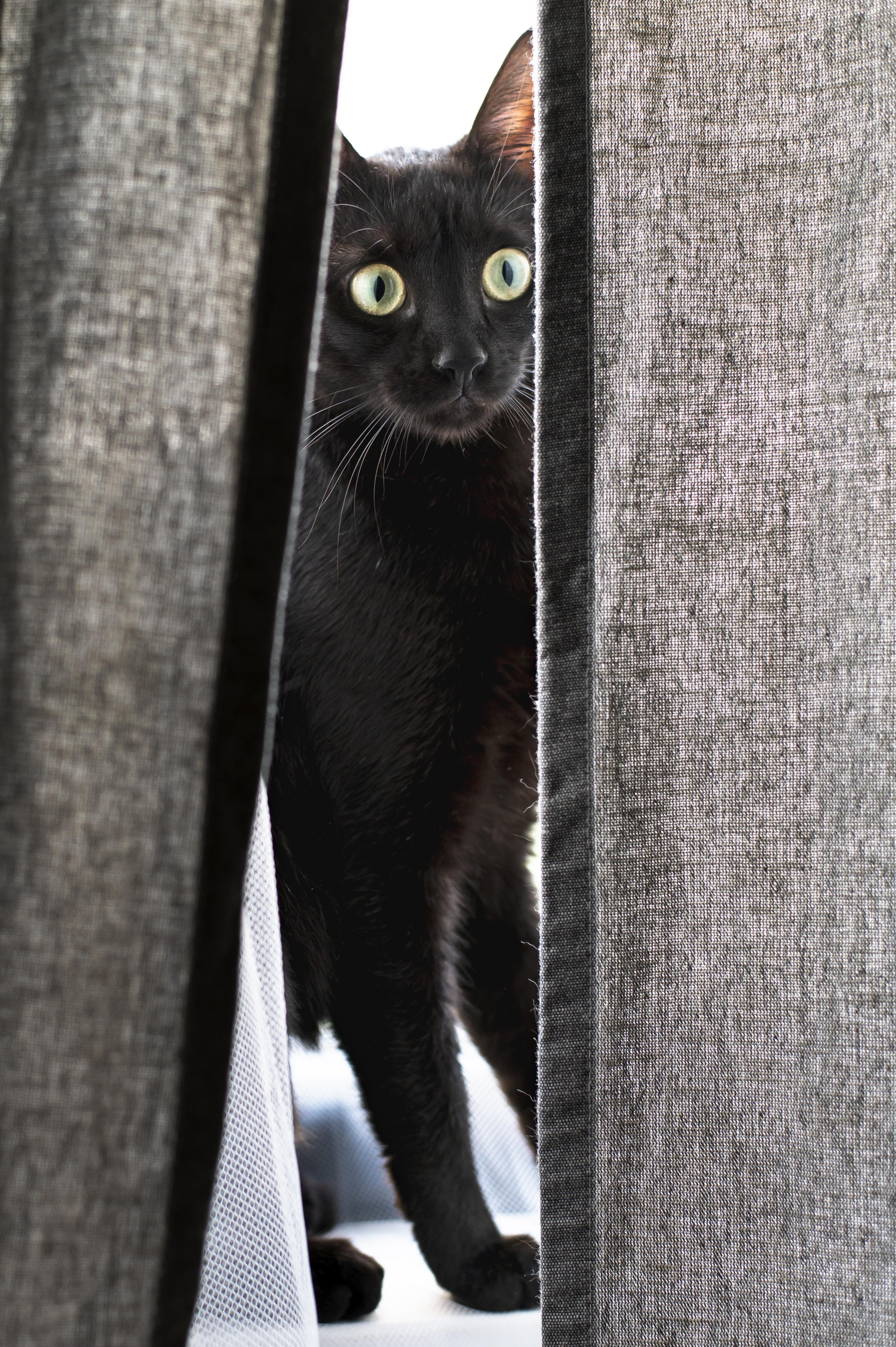 black cat peeking out from between curtains looking surprised